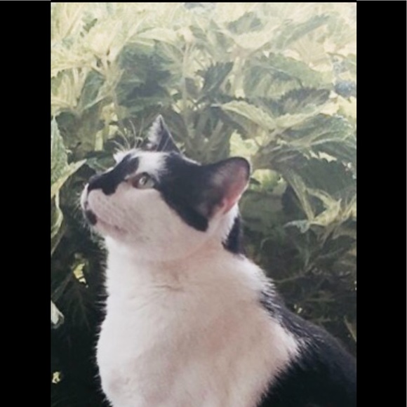 Meet your Posher, Pamela - Picture 3 of 6